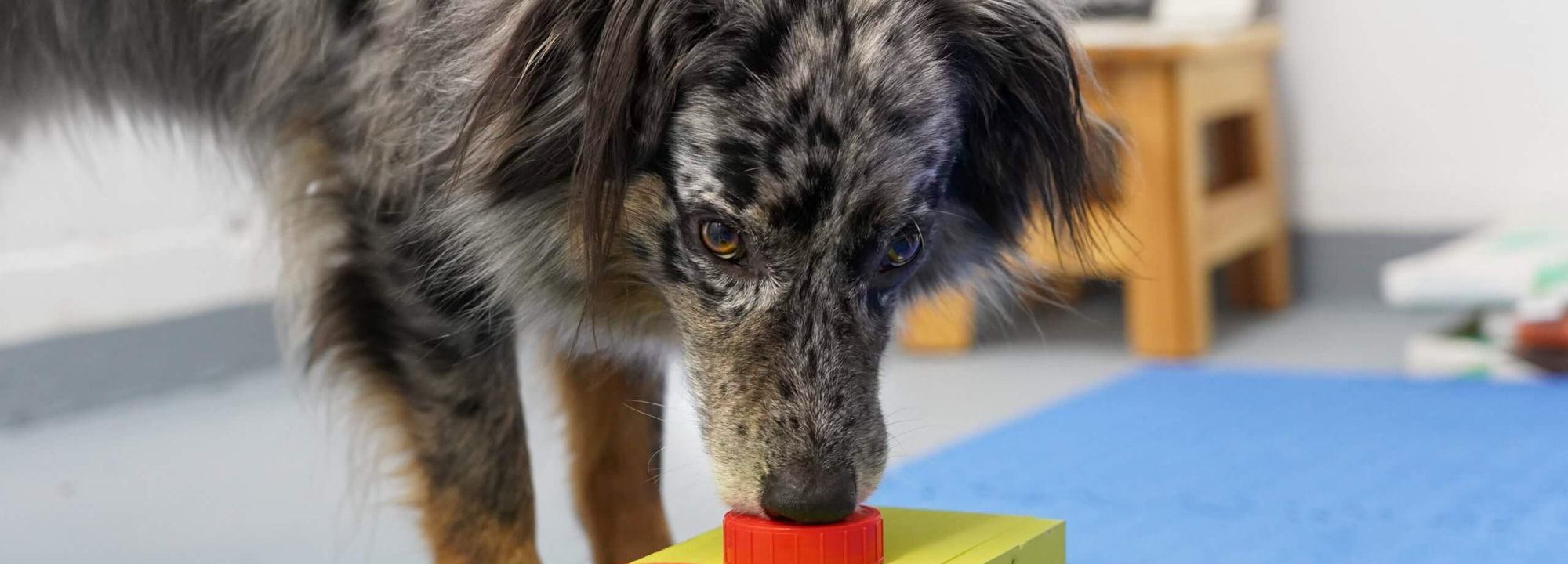 Faszination Hundenase Spürhundetraining für Einsteiger Lernen mit Hund