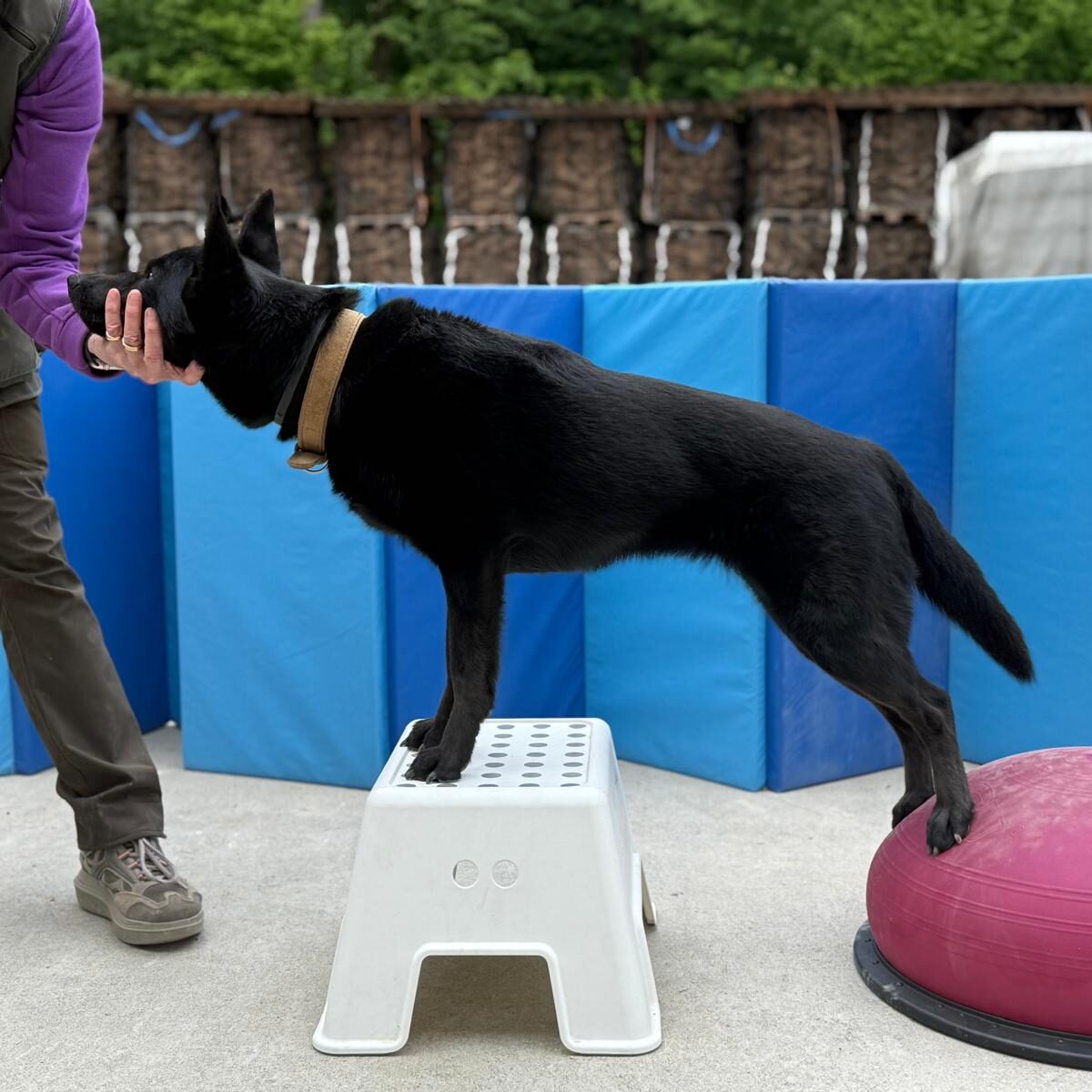 Hund steht auf Physiogeräten und streckt sich nach vorne