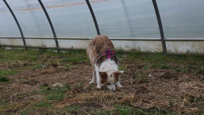 Border Collie sucht nach Japankäferlarven