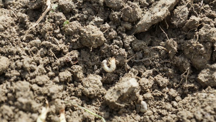 Japankäferlarve auf der Erde liegend