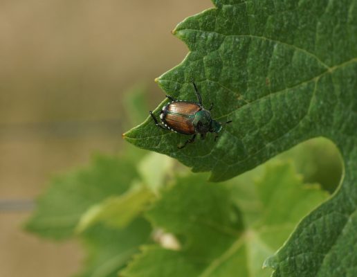 Japankäferlarve auf Weinblatt