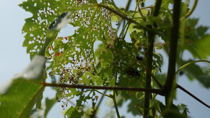 Japankäferlarve auf verfressenem Weinblatt